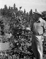 George Waldo looks over loganberry hybrids