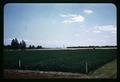 Alfalfa on rejuvenated land on Red Soils Experiment Area, 1961