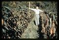 Effect of latent ring spot on cherry seedling size, circa 1965