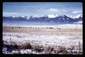 Cattle in field near Union, Oregon, January 1970