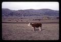 Hereford cattle in pasture near John Day, Oregon, circa 1970