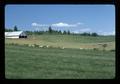 Sheep on South Benton County farm, Oregon, 1974