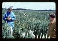 Technician in wheat field transmitting data via walkie talkie, Oregon State University, Oregon, 1974