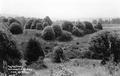 Myrtle trees, Roosevelt Highway