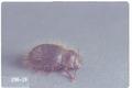 Oxygonodera hispidula (Darkling beetle)