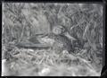 Duck on nest