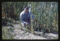Dr. Robert J. Metzger looking at new bacterial disease in wheat, 1966