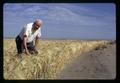 Joe Hawkins at Hawkins Ranch barley field, Umatilla County, Oregon, circa 1970