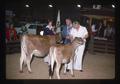 4-H cows being judged at Benton County Fair, Corvallis, Oregon, 1976