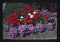 Flowers in Mengler's yard, Corvallis, Oregon, 1975