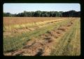 Bluegrass seed field on Kropf farm, Harrisburg, Oregon, July 1971