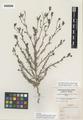 Cordylanthus glandulosus Pennell & Clokey