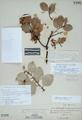 Arctostaphylos pulchella Howell