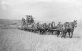 Harvesting wheat by old horse drawn method
