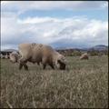 Sheep grazing on the agricultural lands west of campus