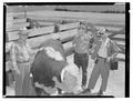 Dr. F.F. McKenzie, Dr. Alfred C. Kinsey and William Dellenback examine a bull