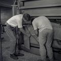 Two Workers Closing Burlap Hop Bale 23