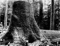 Spruce Stump