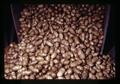 Potatoes in bin, Metolius, Oregon, February 1972