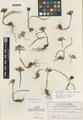 Allium falcifolium Hook. & Arn. var. brevius Hend.