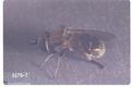 Eumerus strigatus (Onion bulb fly)