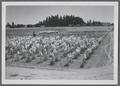 Self-pollinated materials about ready for harvest in tall fescue nursery, circa 1950