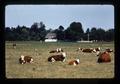 Beef cattle in pasture on Cal Fishburn farm, Irish Bend, Oregon, circa 1973