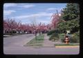 Flowering cherries on NW 16th Street, Corvallis, Oregon, 1976