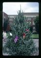 Northwest Christmas tree, Oregon State University, Corvallis, Oregon, circa 1972