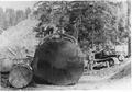 Loading tongs are placed on a large spruce on this logging operation up Eckman Creek