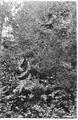 E. A. Sherman & Ralph Shelley inspecting foliage in woods.  See Series 02-001 through 02-016 and 02-152, 02-153, 02-157, 02-158