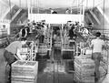 Strawberry processing, emptying boxes