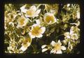 Yellow and white flowers, 1973