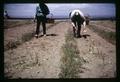 Farm workers cutting asparagus, Oregon, circa 1971