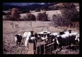 Sheep in pasture, Oregon, circa 1971