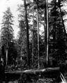 Cutting Spruce Trees