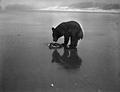 Bear with crab on Cannon Beach