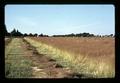 Bluegrass seed field on Kropf farm, Harrisburg, Oregon, July 1971