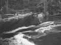 Logs floating through Mill Creek splash dam, east of Reedsport, Oregon