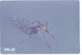 Aedes aegypti (Yellow fever mosquito)