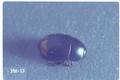 Sphaeridium lunatum (Dung beetle)