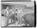 William Dellenback, Dr. Alfred C. Kinsey, and Dr. F.F. McKenzie examine a bull