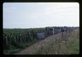 Bean pickers in front of bean field, 1963