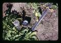 Drip irrigation in potatoes, North Willamette Experiment Station, Aurora, Oregon, circa 1973