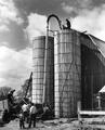 Filling silos at H. A. Barnes farm, Salem, Oregon