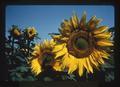 Two sunflower heads with bee, Southern Oregon Experiment Station, Medford, Oregon, 1975