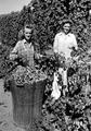 Dorothy and Olgo Brutke picking hops