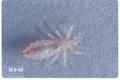 Pediculus humanus (Body louse)