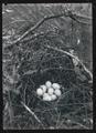 Sooty grouse nest