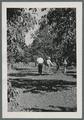 Prune harvesting, 1939